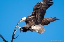 EagleStearns-103.jpg