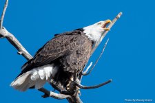 EagleStearns-105.jpg