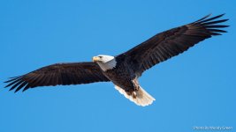 EagleStearns-100.jpg