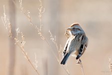 TreeSparrow-100.jpg