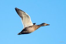 DuckFlight-120.jpg