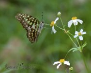 DSC_3160.jpg