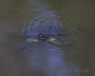 DSC_3168.jpg