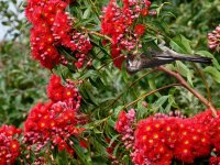 Wattle.jpg