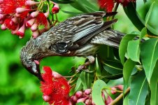 Wattle3.jpg
