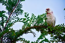 Corella.jpg