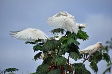 Corella3.JPG