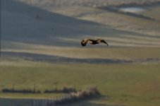20161230-VFA_3404.jpg