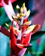 12-31-16 DFB Arboretum   2Small_2222CMA  8-28-2015.jpg