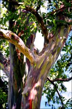 12-31-16 DFB Arboretum   6sm.jpg
