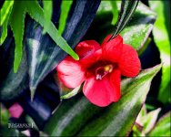 12-31-16 DFB Arboretum   7sm.jpg