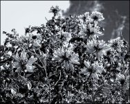 12-31-16 DFB Arboretum   11BWsm.jpg