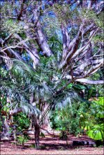 12-31-16 DFB Arboretum   12sm.jpg