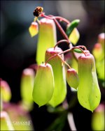 12-31-16 DFB Arboretum   19Small_2232CMA  8-28-2015.JPG