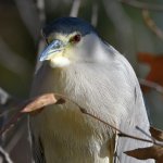 BlackHeron.jpg
