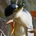 BlackHeron3.jpg