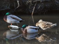 Ducks.jpg