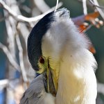 BlackHeron6.jpg