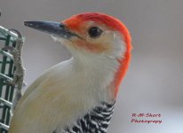 Red-bellied Woodpecker 010117.jpg