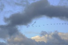 1-1-17-cr-D__D7K5186.jpg