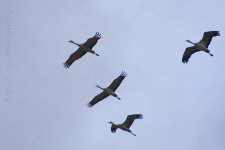 1-1-17-cr_D7K5199.jpg