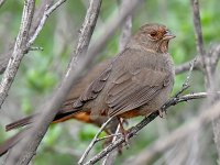 Towhee.jpg