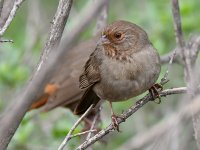 Towhee2.jpg