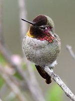 Hummer3.jpg