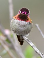 Hummer4.jpg