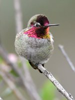 Hummer5.jpg
