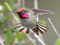Hummer8.jpg