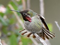 Hummer9.jpg
