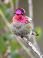 Hummer10.jpg