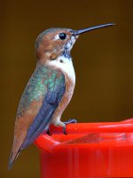 Hummer12.jpg