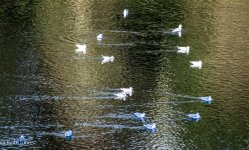 swimming gulls.jpg swimming gulls.jpg