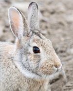 Bunny-203.jpg