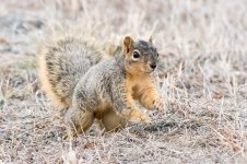 Squirrel-202.jpg