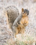 Squirrel-201.jpg