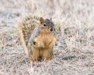 Squirrel-203.jpg