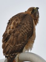 CoopersHawk4.jpg