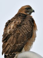 CoopersHawk7.jpg