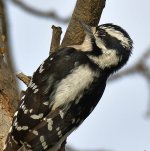 DownyWoodpecker7.jpg