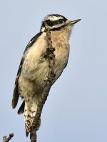 DownyWoodpecker9.jpg