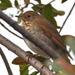 HermitThrush6.jpg