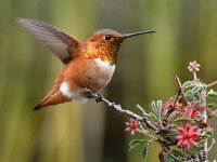 Hummer2.jpg