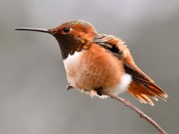 Hummer5.jpg