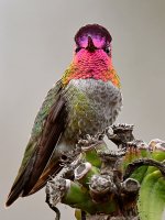 Hummer9.jpg