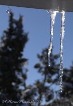 Icicles #2 12-26-2016.jpg