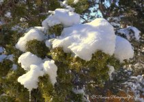 Snowy Tree 12-26-2016.jpg