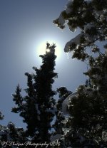 Sunstar in Snowy Tree 12-26-2016.jpg